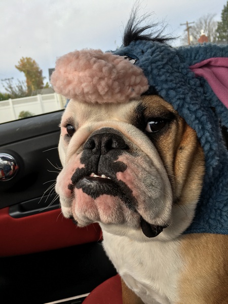Entry image for Georgie. Clicking this image will show a larger photo