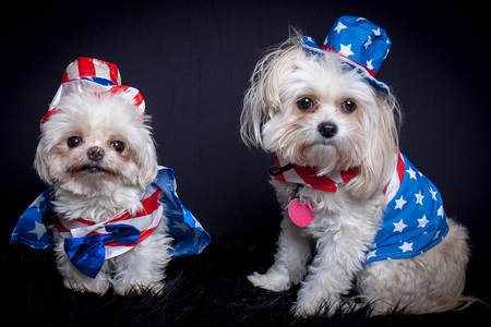 Entry image for Sophie and Eggie. Clicking this image will show a larger photo