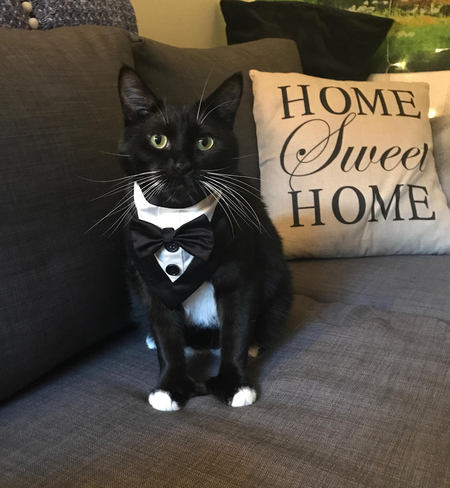 Entry image for Meeko. Clicking this image will show a larger photo