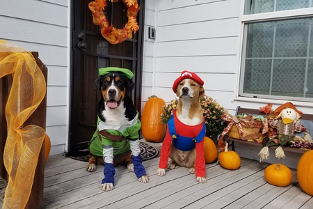 Entry image for Atticus and Argos. Clicking this image will show a larger photo