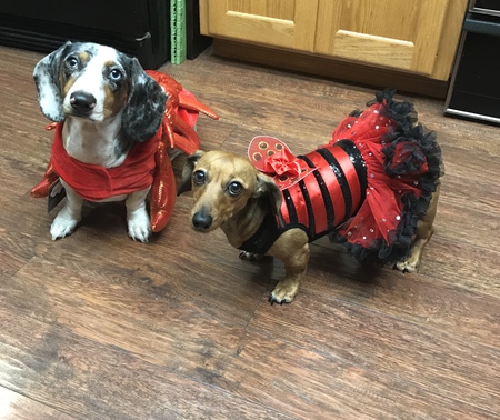 Entry image for  Remington and Lola . Clicking this image will show a larger photo