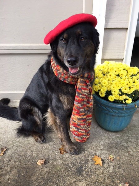 Entry image for Teddy. Clicking this image will show a larger photo