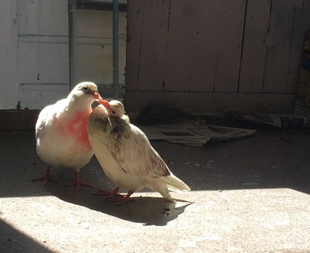 Cantaloupe & Watermelon's First Kiss