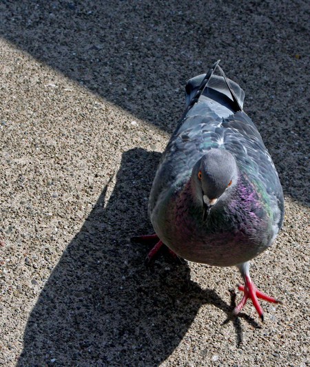 Wild Bird in Temescal