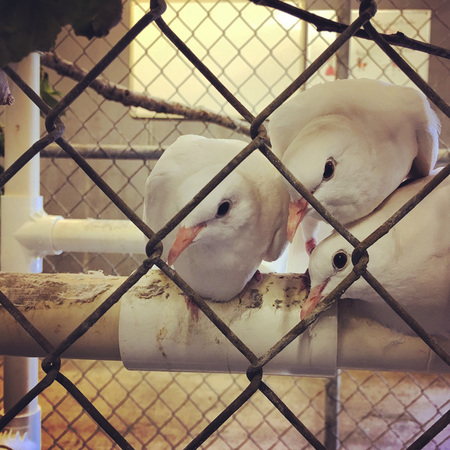 Dove Trio