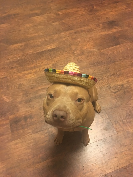 Amos