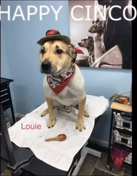 Louie Martini Donald