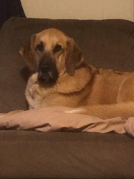 Dixie Pearl