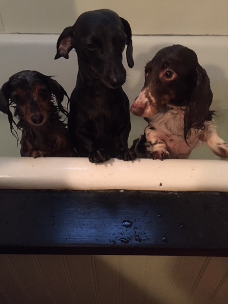 Daisy, IrisAnne and Gabrielle