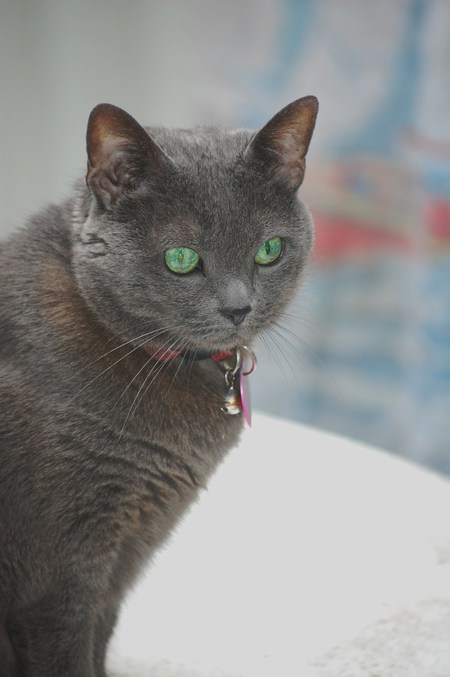 BiBi