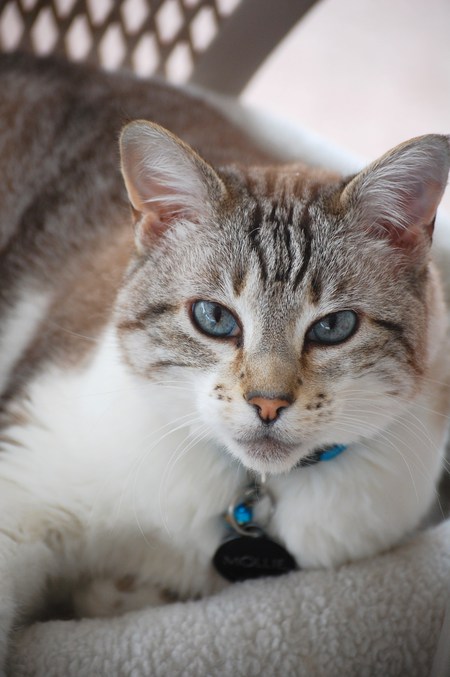 Mollie Blu