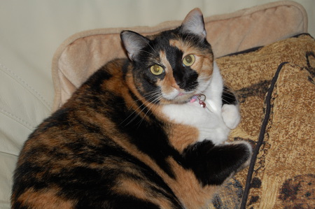 Callie Ann