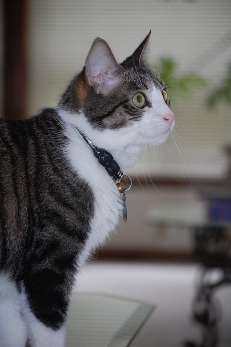 Jude