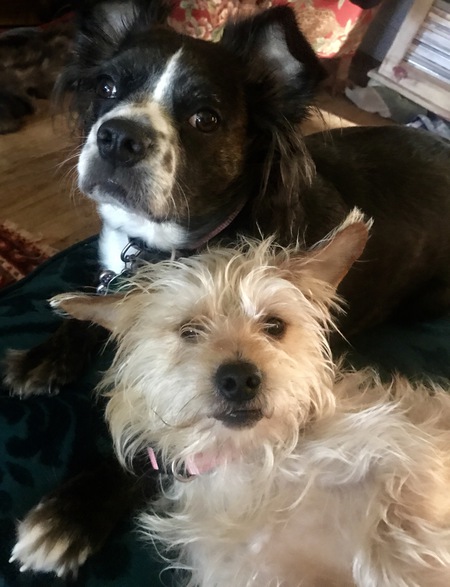 Cookie and Cooper Downing 