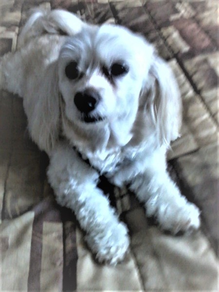 In Memory of Sassy 
