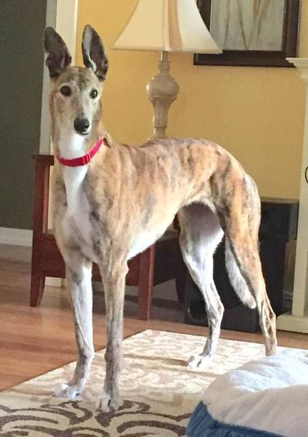 Reba