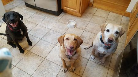 Kayleigh, Emmy & Kingston