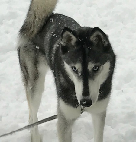 Entry image for Kira. Clicking this image will show a larger photo