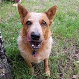 Entry image for Copper