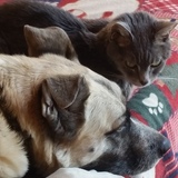 Entry image for Amelia and Suki