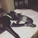 Entry image for Bentley and Bailey 