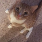 Entry image for Mr. Kitten 