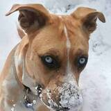 Entry image for Hank