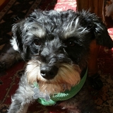 Entry image for Seamus McGhee Girrrrr