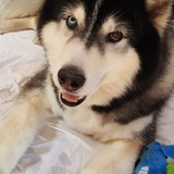 Entry image for Mishka 
