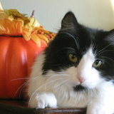 Entry image for Kat  Stevens