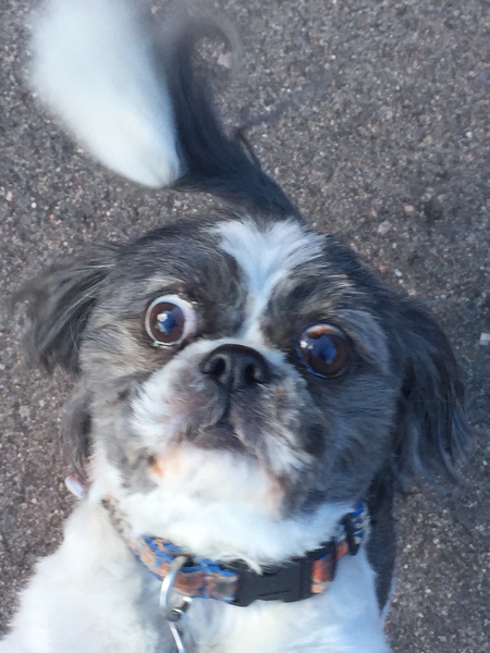 Entry image for Brady. Clicking this image will show a larger photo