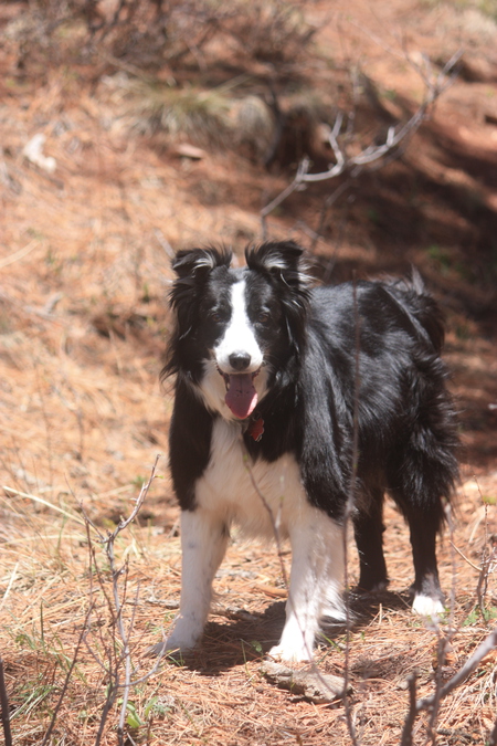 Entry image for Rizzo. Clicking this image will show a larger photo