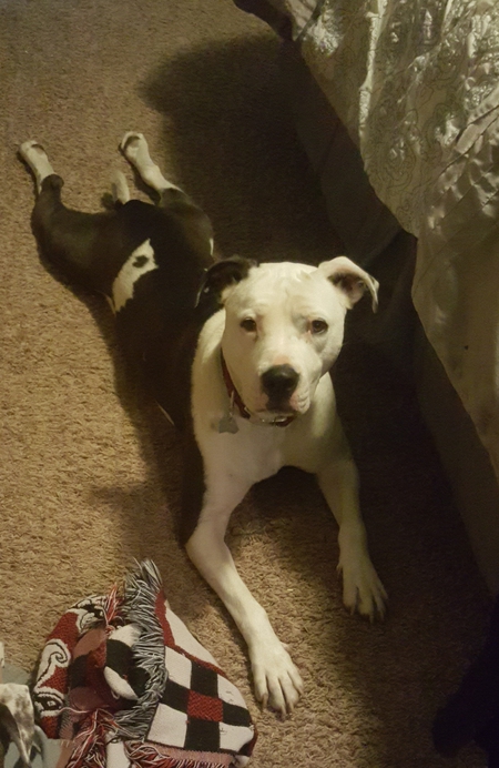 Entry image for Jaxson. Clicking this image will show a larger photo