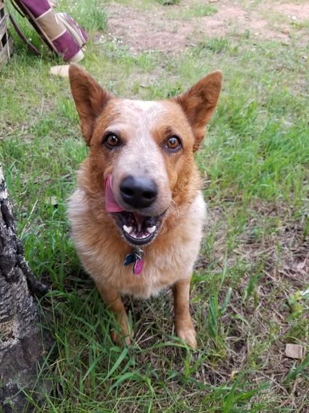 Entry image for Copper. Clicking this image will show a larger photo