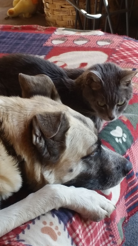 Entry image for Amelia and Suki. Clicking this image will show a larger photo