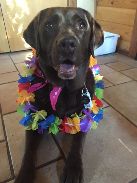 Entry image for Bailey-Ruckus. Clicking this image will show a larger photo