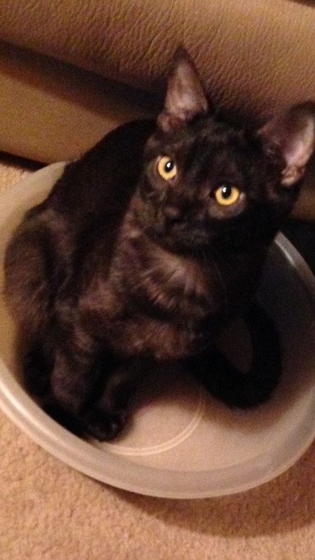 Entry image for Pickle. Clicking this image will show a larger photo