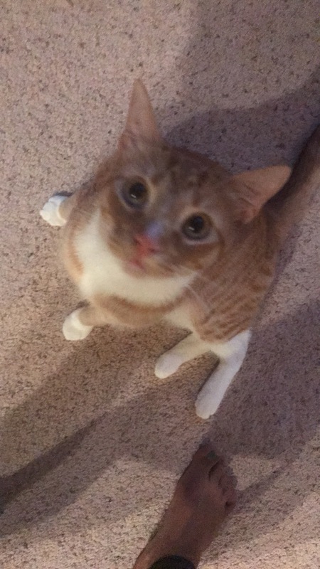 Entry image for Mr. Kitten . Clicking this image will show a larger photo