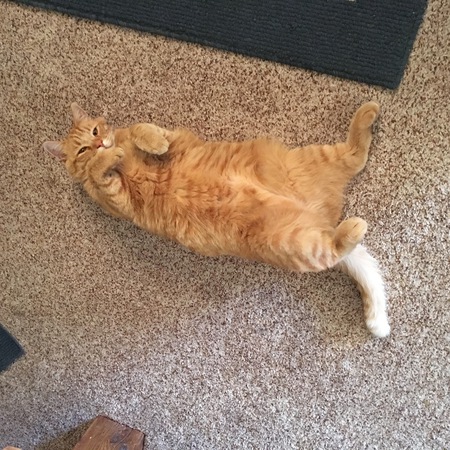 Entry image for Willie. Clicking this image will show a larger photo