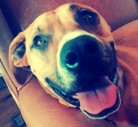 Entry image for Daisy. Clicking this image will show a larger photo