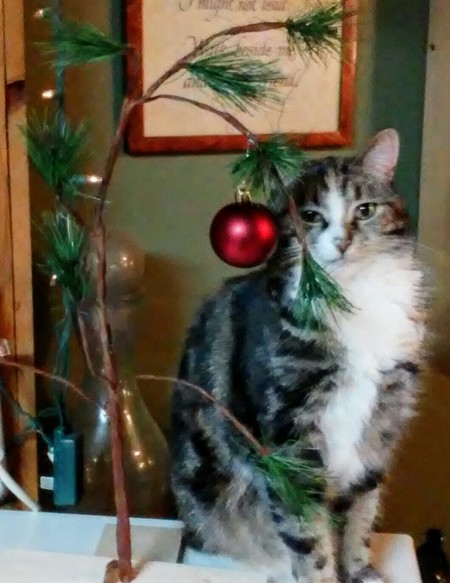 Entry image for Callie. Clicking this image will show a larger photo
