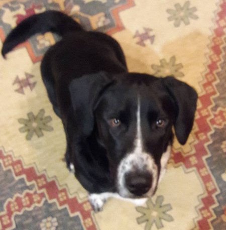 Entry image for Winston. Clicking this image will show a larger photo
