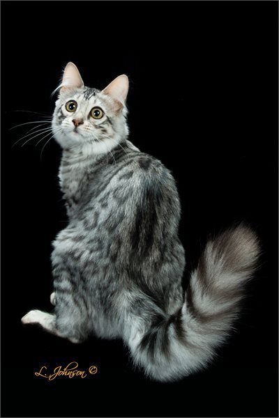 LawntonStMews Silver Suprise