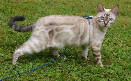 KotyKatz Funky Fidget