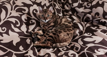 SGC Mystre Spicy Hot of BoutiqueCats