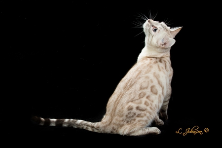 Celestine