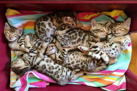 Katznjamr Kittens