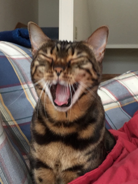 Lilly