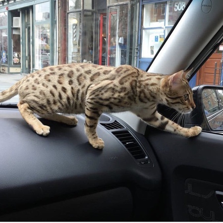 Simba
