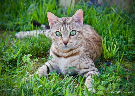 Cinnamon Splendor 